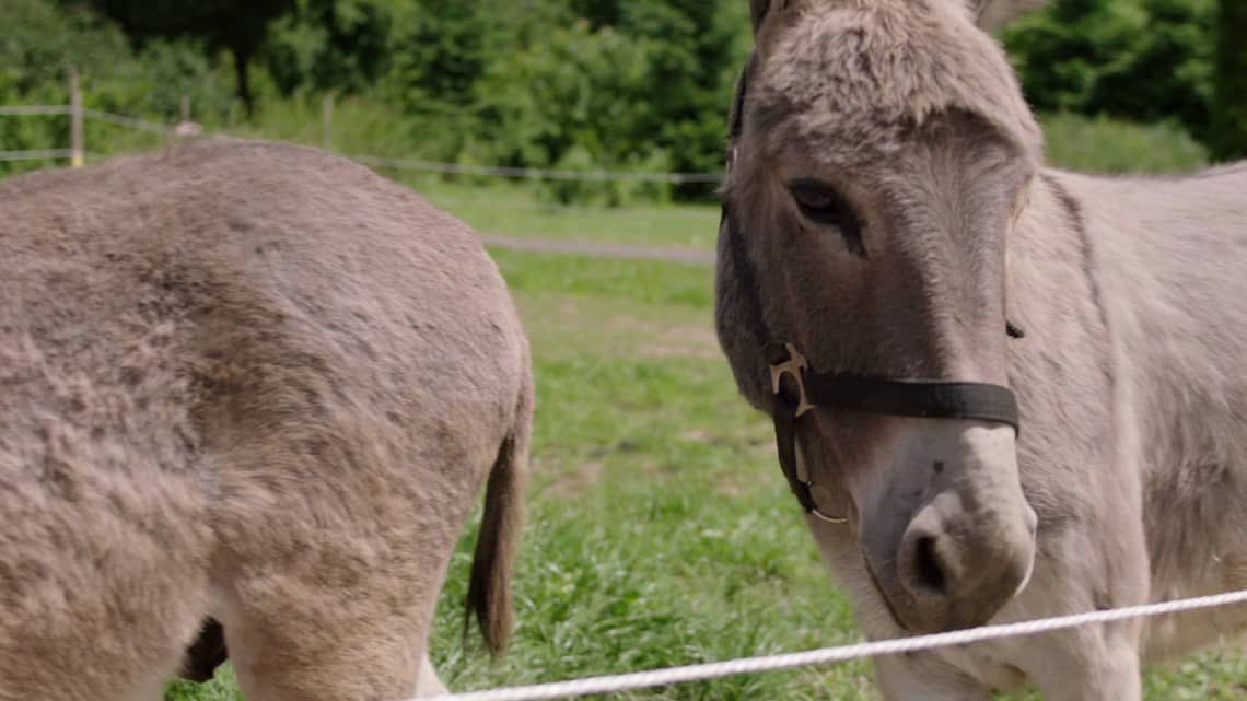 Menschen mit tiergestützter Therapie helfen